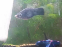 Molly or Platy?