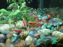 Got shrimp!