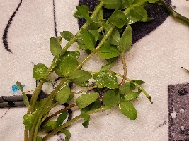 Plant i.d and requirements