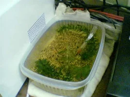 Ghetto Lunchbox Fry Tank!