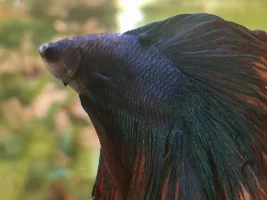 New abscess on bettas tail