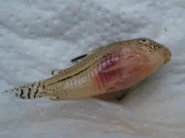 Catfish Died...what's Best For The Other?