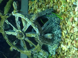 Urgent, Black Tint On Plants And On Side Of Tank. Water Turning Cloudy