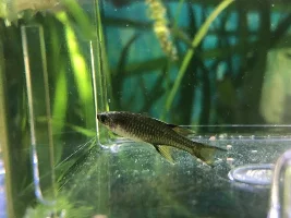 Pacific blue eye  problem, maybe one for colin
