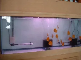 I got my Discus!