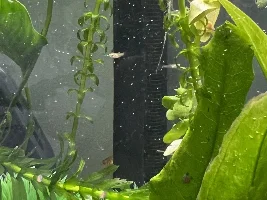 Pregnant guppies and breeding boxes questions