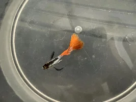 Guppy struggling to swim