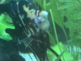 Angelfish Getting worse