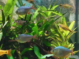 Plants that are Clown Loach proof
