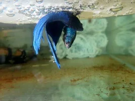 Betta's  spawned