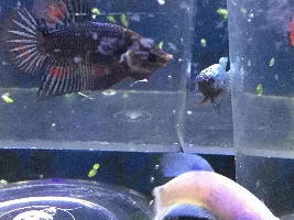 Quest for plakat fry