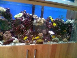My 100 Gallon Marine Journal.