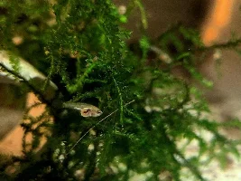 So Many Babies