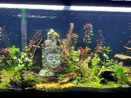Newbie looking for canister filter recommendations