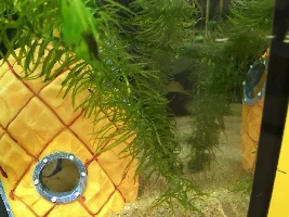 Need help with new tank