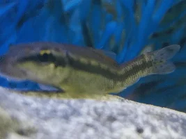 Gimpy Oto? Birth defect, injury or disease?