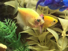 Glo Tetra bloated
