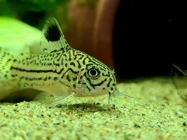 Cories, lots of cories.
