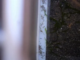 Help! My cories spawned! What do I do??