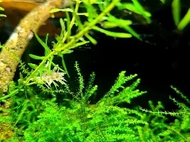 Anacharis growing red