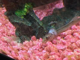 INJURED WEATHER LOACH