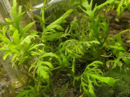 Plants really not doing well