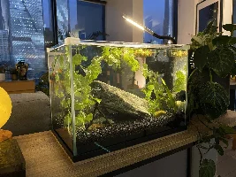 Just set up a new 20L (5g). I'm calling it the "orphan tank" because it's completely set up with things from other tanks. Had a few questions :)