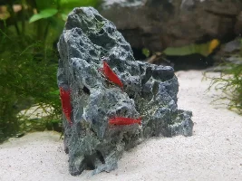 22 gallon community tank