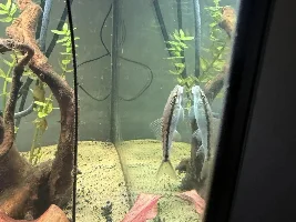 Looking for confirmation on type of fish