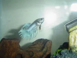 Um, Could Sebastian Actually Be A Girl?