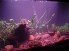 My first tank pics
