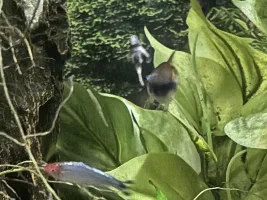 Swarm of bees… Rhinotocinclus Isabelae new since 2022