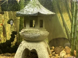 My Vietnamese lizard  Hillstream’s may be spawning???