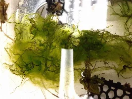 What kind of moss is this that is taking over!