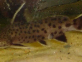 New Catfish