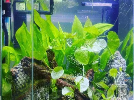 My first tropical freshwater tank! :)
