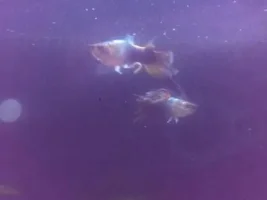 Guppys Missing Tails Due To Nasty Fish!