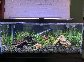 Planted 40G breeder stocking ideas