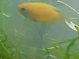 Is this Gold honey Dwarf Gourami a male or female?