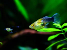 HELP! Fish advice ASAP!