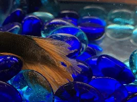 Betta Fish Hanging Out at Bottom of Tank & Breathing Heavy