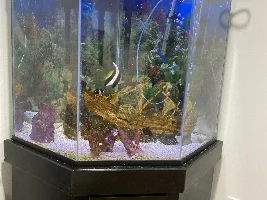 clownfish has lockjaw, swim bladder problems