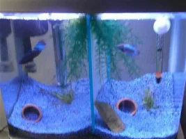 How Many Bettas?
