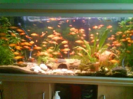 210 L Planted Tank