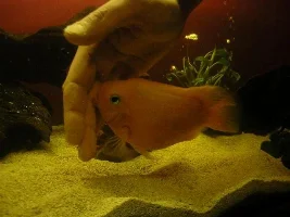 Blood parrot doesnt like my hand in his tank.