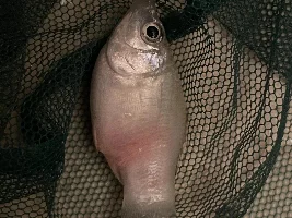 Can’t add any new fish without them dying