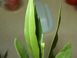 Bog/aquatic Plants?
