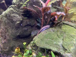 Aquascaper 600
