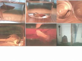 1st Betta rescue