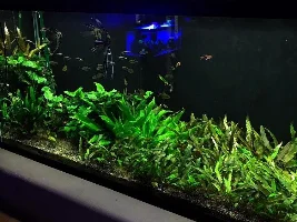 Boof’s past tanks